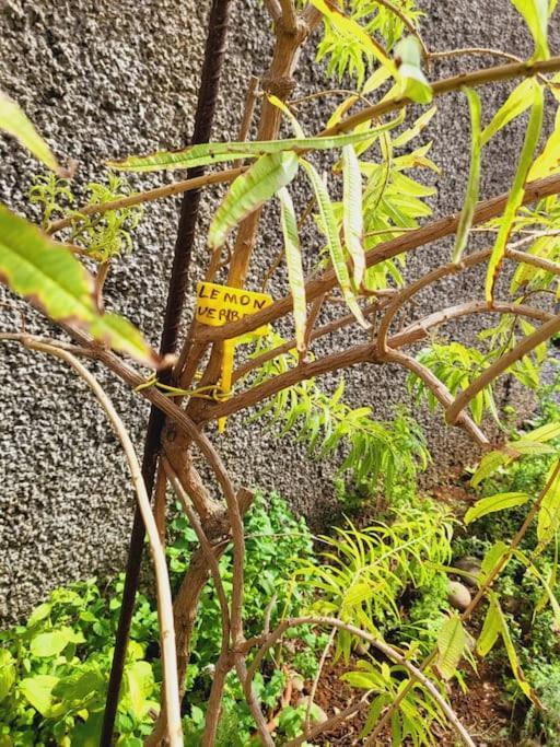 Villa Paradise Madeira Ocean View Faja da Ovelha Ngoại thất bức ảnh
